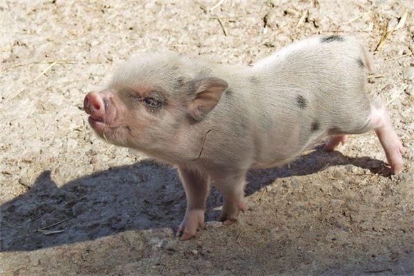 起名字打分:吳淑君