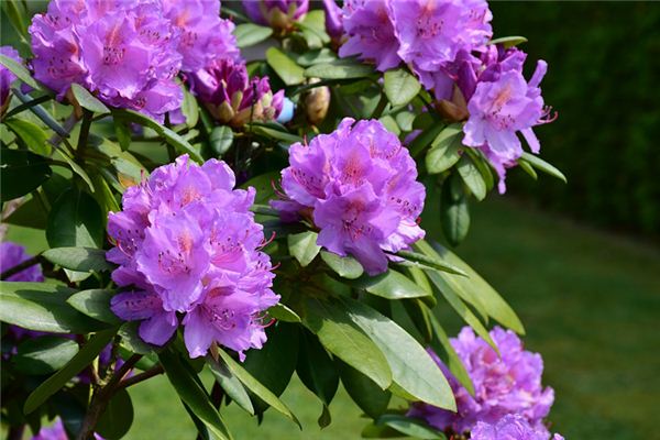 網絡起名_周寒荷