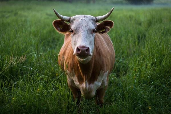 趙明珍的姓名打分結(jié)果_趙明珍五行分析