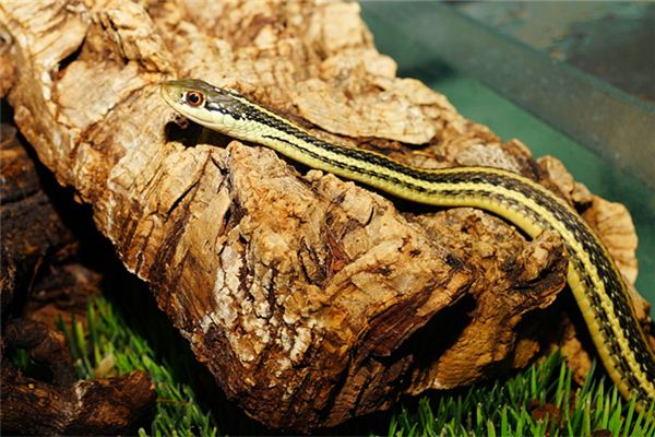 雷曉晨的姓名打分結(jié)果_雷曉晨五行分析