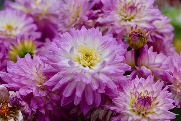 吳鐵花的姓名打分結(jié)果_吳鐵花五行分析