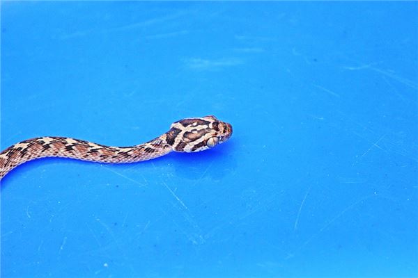 寶寶怎么取名_男孩子的小名