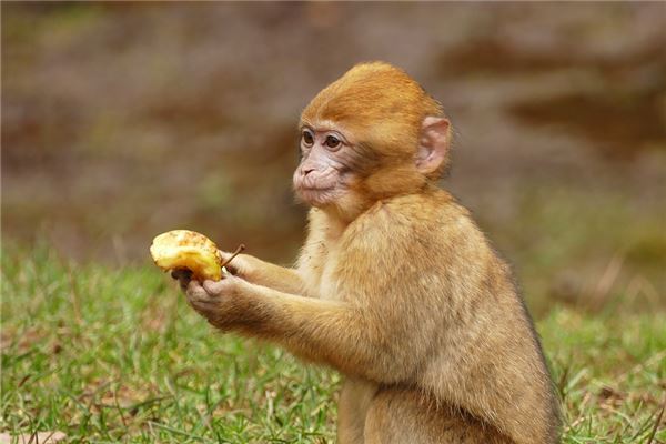 好聽的小名:吳成龍