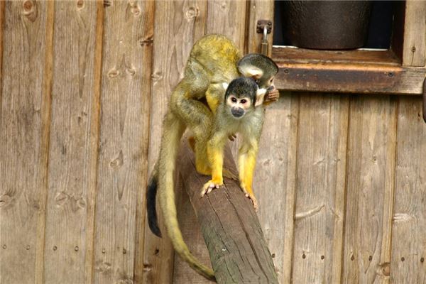 趙楚然的姓名打分結(jié)果_趙楚然五行分析