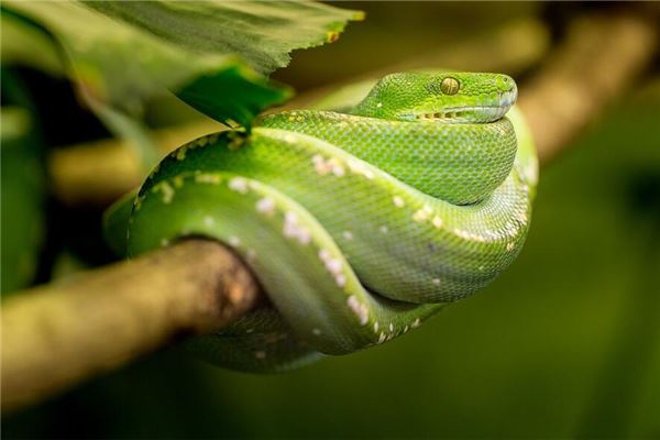 徐藝丹的姓名打分結(jié)果_徐藝丹五行分析