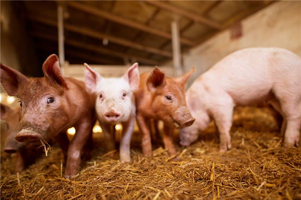 朱荔莘的姓名打分結果_朱荔莘五行分析