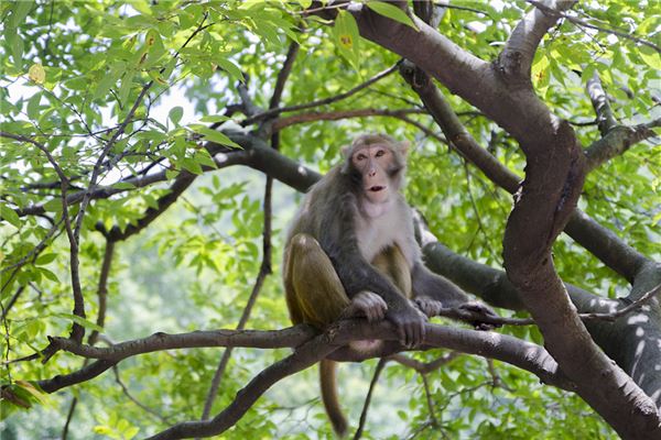 趙紅星的姓名打分結果_趙紅星五行分析