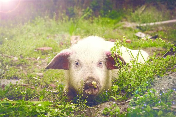 2021姓名取名技巧_七月份出生的豬寶寶起什么名字