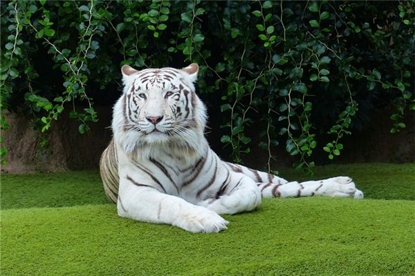 楊瀚城的姓名打分結(jié)果_楊瀚城五行分析