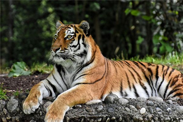 免費(fèi)起名_汽車標(biāo)志大全及名字