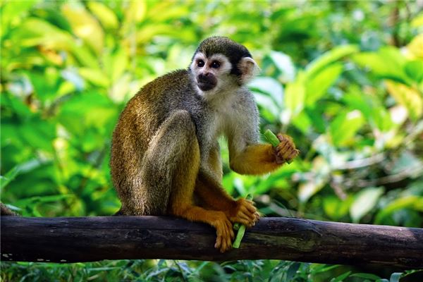 熊國鳴的姓名打分結(jié)果_熊國鳴五行分析