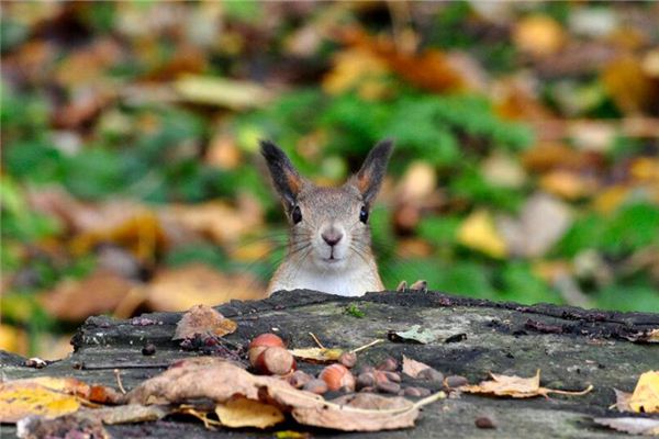 取名網(wǎng) 名字庫