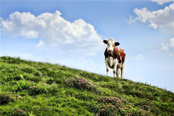 專業取名_周思真