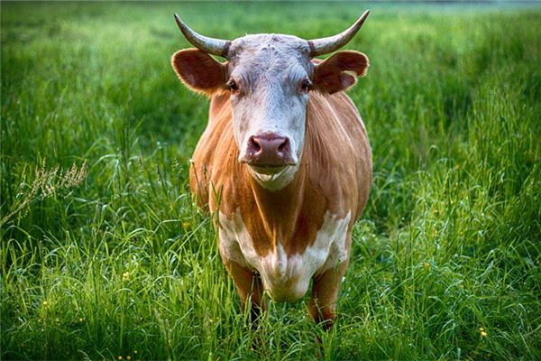 高貝貝的姓名打分結果_高貝貝的姓名五行分析