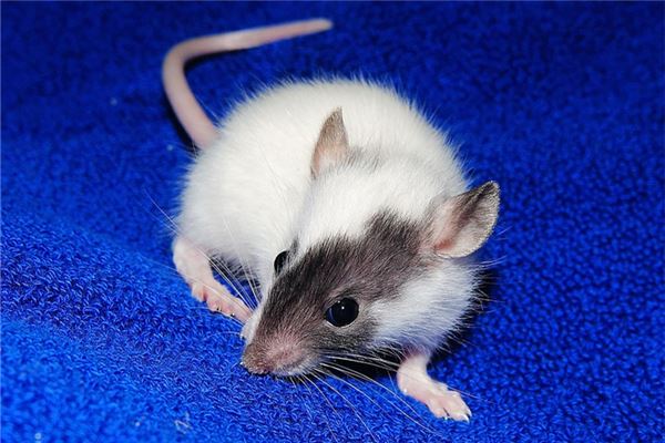 張杰默的姓名打分結(jié)果_張杰默五行分析