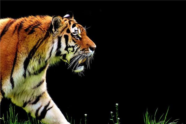 卓妮爾的姓名打分結(jié)果_卓妮爾五行分析  第1張