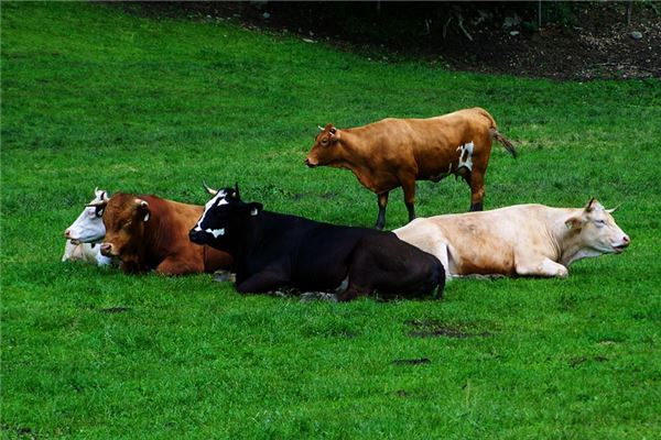 取名字打分:吳和暢