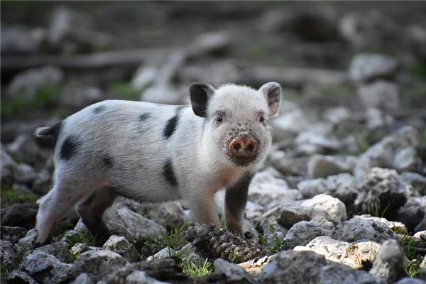 寶寶取名_男孩取名大全免費2021年
