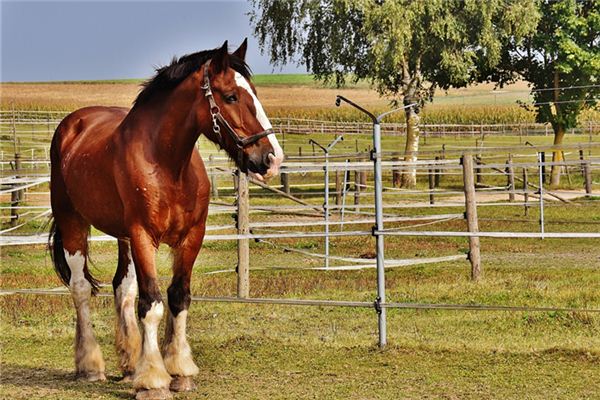 何戎的姓名打分結果_何戎五行分析