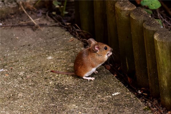 得分測試_周高卓