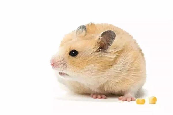 郎豐津的姓名打分結果_郎豐津五行分析  第1張