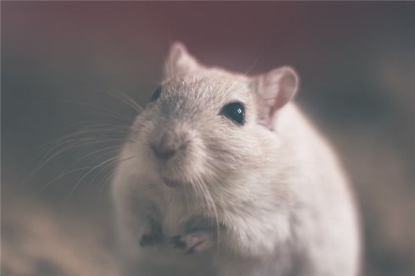 魏依曼的姓名打分結果_魏依曼五行分析