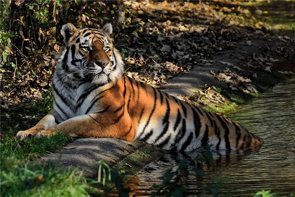 洪正維的姓名打分結果_洪正維五行分析