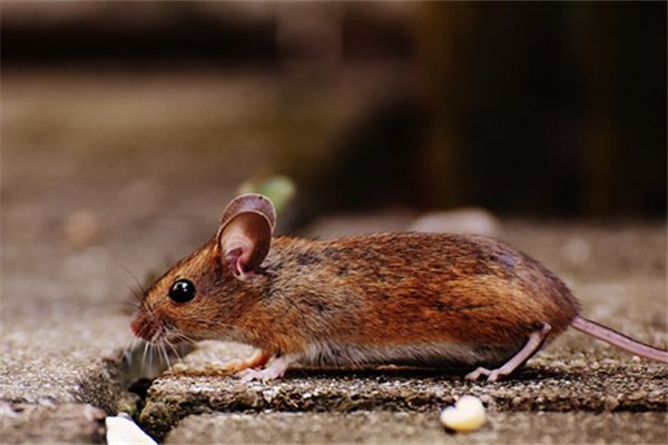 黃集驤的姓名打分結(jié)果_黃集驤五行分析