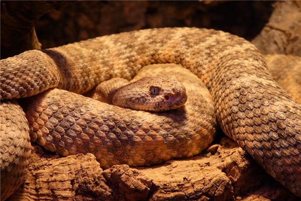 寶寶取名打分:吳壽