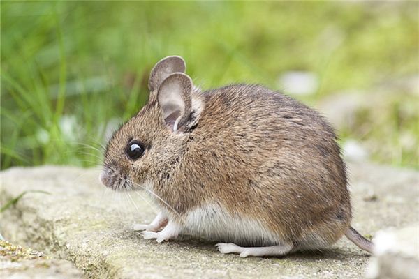 姓氏取名_周從安