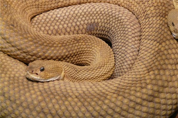 梁斯絲的姓名打分結果_梁斯絲五行分析