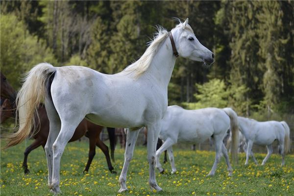 免費取名_孫飛荷