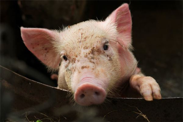 免費起名打分:吳德元