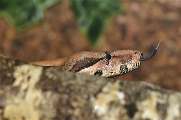 趙琳碩的姓名打分結(jié)果_趙琳碩五行分析