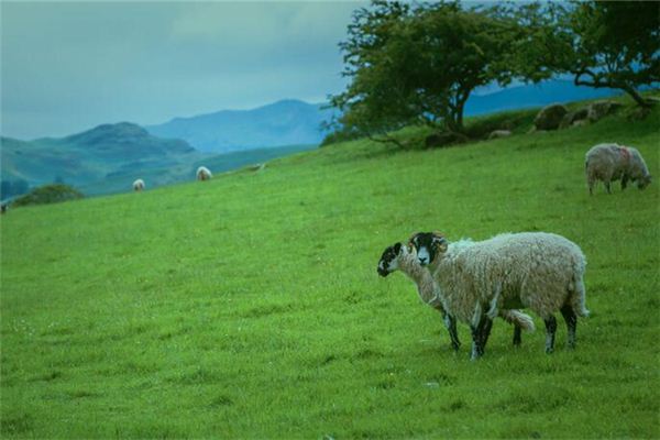 姓名測(cè)試_鄭傲柔