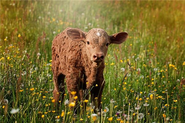 起名字打分:吳逸春