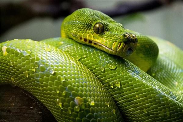 起名打分:吳凌寒