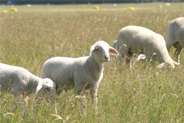 姜次郎的姓名打分結果_姜次郎五行分析