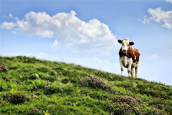 木字邊的女孩名字
