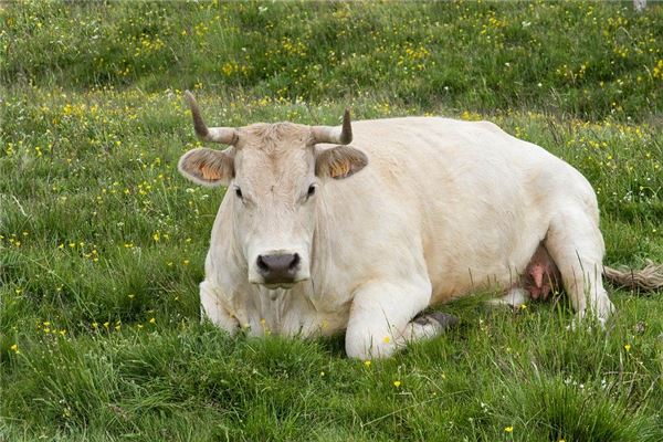 網(wǎng)絡(luò)起名_神武名字