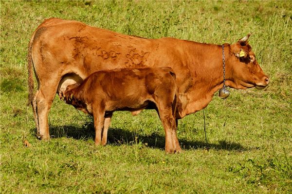 申馳的姓名打分結果_申馳五行分析