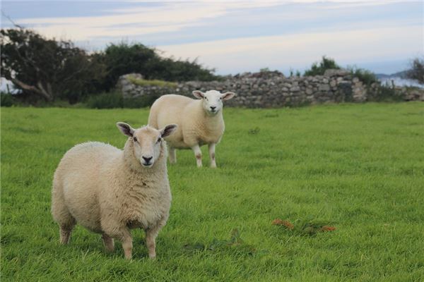 專業取名_周紅豆