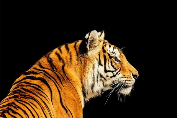 晉磊的姓名打分結(jié)果_晉磊五行分析