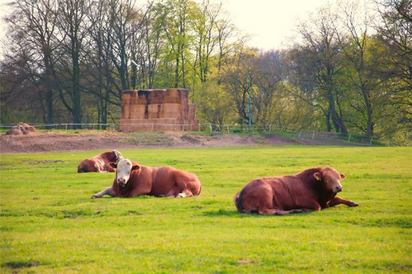 寶寶姓名打分:吳白風