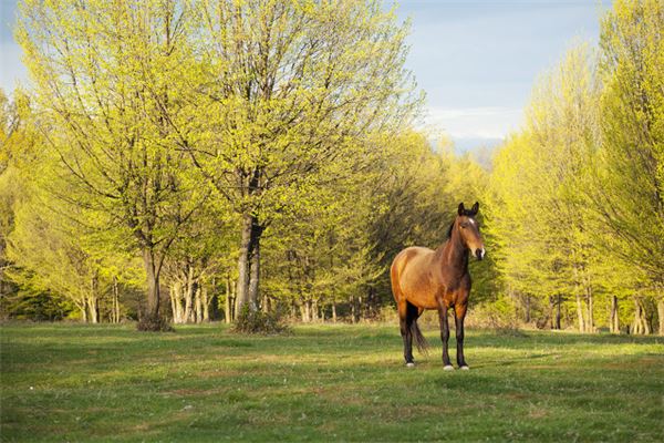 寶寶取名打分:吳季萌