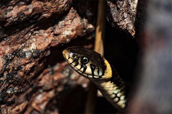 李美紅的姓名打分結(jié)果_李美紅五行分析