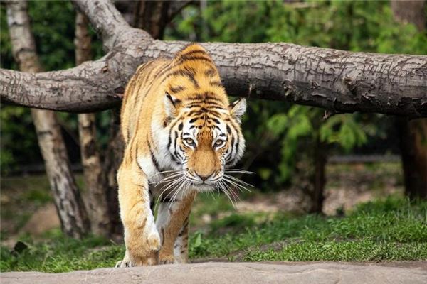 周先苗的姓名打分結果_周先苗五行分析