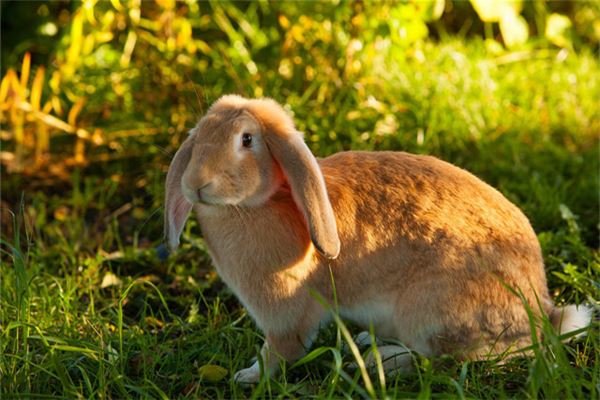 八字取名:吳靜曼