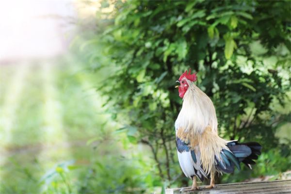 名字推薦_寵物小精靈名字