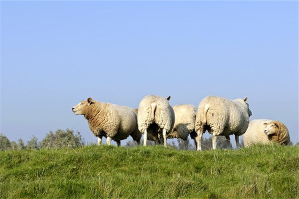 蔣佳君的姓名打分結(jié)果_蔣佳君五行分析